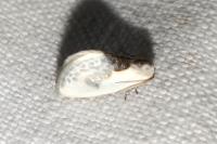 Cilix glaucata