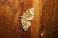 Colostygia olivata