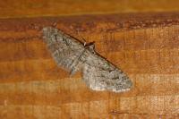 Eupithecia ericeata