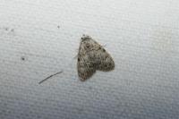 Meganola strigula