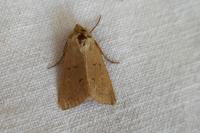 Mythimna ferrago