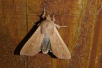 Mythimna unipuncta