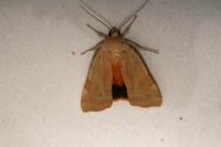 Noctua tirrenica
