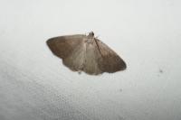 Pachycnemia tibiaria tibiaria
