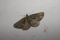 Peribatodes ilicaria ilicaria