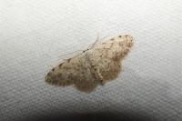 Scopula submutata roseonitens