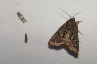 Thalpophila matura