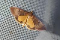 Uresiphita gilvata