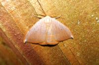 Watsonalla uncinula