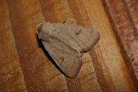 Xestia castanea