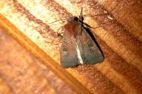 Xestia xanthographa