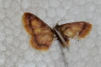 Idaea muricata