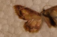 Idaea muricata
