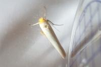 Eilema caniola