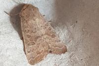 Hoplodrina ambigua/blanda