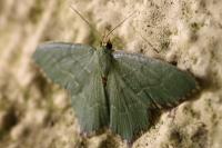 Hemithea aestivaria