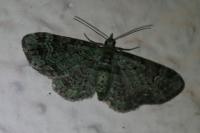 Pasiphila rectangulata