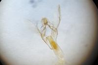 Ephestia woodiella