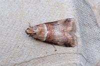Acrobasis tumidana