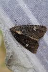 Mesapamea secalella/secalis