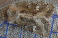 Luperina dumerilii