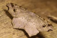 Macaria alternata