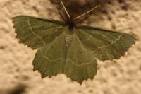 Thalera fimbrialis
