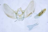 Eupithecia virgaureata