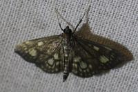 Anania stachydalis