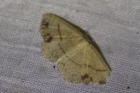 Cyclophora punctaria