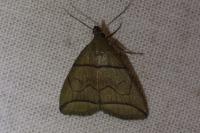 Herminia grisealis