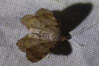 Macaria liturata