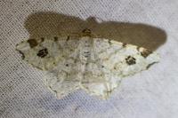 Macaria notata