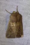 Mythimna albipuncta