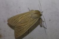 Mythimna impura