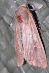 Mythimna unipuncta