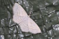 Scopula immutata