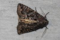 Thalpophila matura