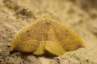 Watsonalla binaria