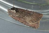 Peridroma saucia