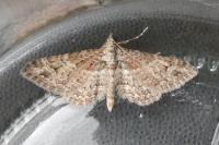 Gymnoscelis rufifasciata