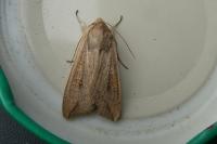 Mythimna unipuncta
