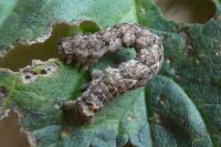 Larentia malvata