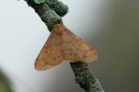 Phigaliohybernia aurantiaria