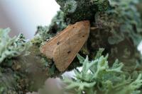 Leptologia macilenta