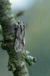 Asteroscopus sphinx