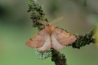 Colotois pennaria