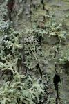 Griposia aprilina