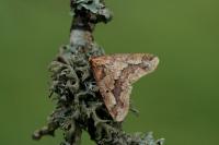 Erannis defoliaria