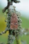 Eupsilia transversa